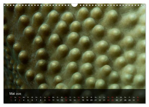 Produktbild: Unterwasser Strukuren (Wandkalender 2026 DIN A3 quer), CALVENDO Monatskalender
