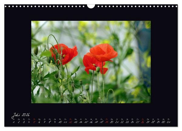 Produktbild: MOHNographie (Wandkalender 2026 DIN A3 quer), CALVENDO Monatskalender