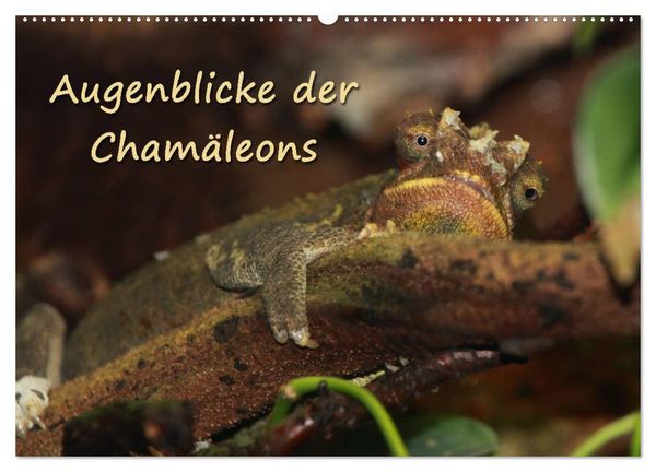 Augenblicke der Chamäleons (Wandkalender 2026 DIN A2 quer), CALVENDO Monatskalender
