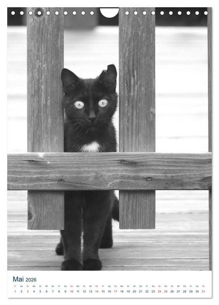 Produktbild: Wilde Katzen - Korsikas Samtpfoten (Wandkalender 2026 DIN A4 hoch), CALVENDO Monatskalender