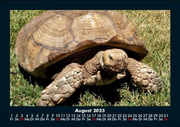 Produktbild: Schildkr&ouml;tenzauber 2025 Fotokalender DIN A5