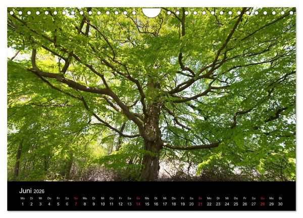 Produktbild: Mecklenburg - Vorpommern (Wandkalender 2026 DIN A4 quer), CALVENDO Monatskalender