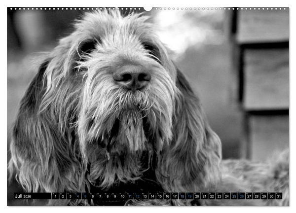 Produktbild: Carissimo Spinone Italiano (hochwertiger Premium Wandkalender 2026 DIN A2 quer), Kunstdruck in Hochglanz