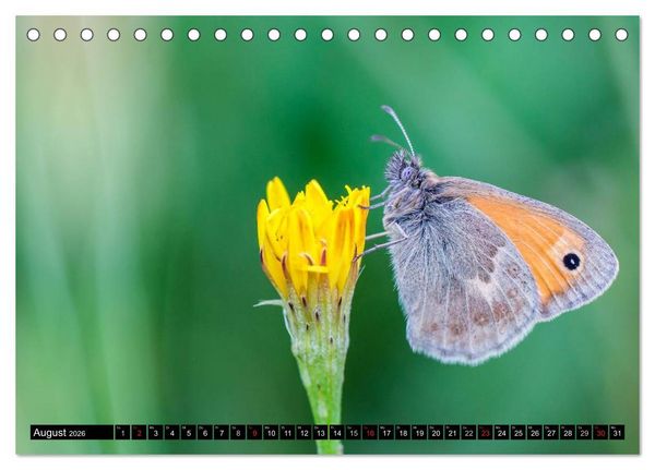 Produktbild: Kleine Wesen &ndash; Makroaufnahmen von einheimischen Insekten (Tischkalender 2026 DIN A5 quer), CALVENDO Monatskalender