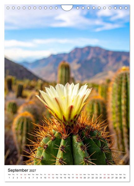 Produktbild: Beautiful Spiky Balls (Wall Calendar 2027 DIN A4 portrait), CALVENDO 12 Month Wall Calendar