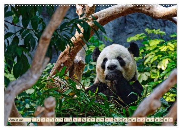 Produktbild: Niedlicher Panda (hochwertiger Premium Wandkalender 2026 DIN A2 quer), Kunstdruck in Hochglanz