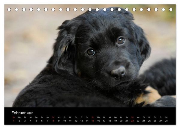 Produktbild: Welpen 2026 (Tischkalender 2026 DIN A5 quer), CALVENDO Monatskalender