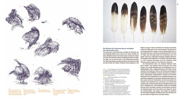 Produktbild: Der Steinadler