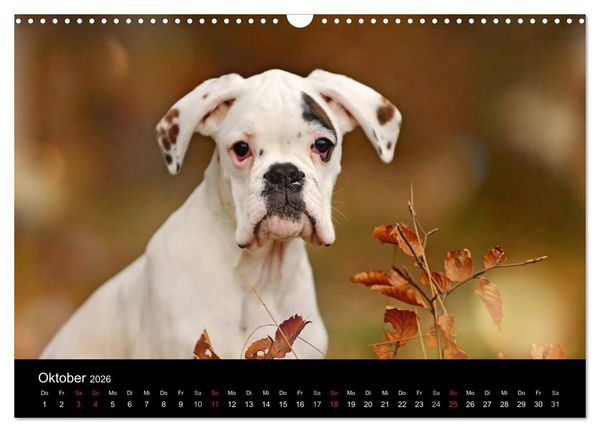 Produktbild: Boxer ? Was sonst ! (Wandkalender 2026 DIN A3 quer), CALVENDO Monatskalender