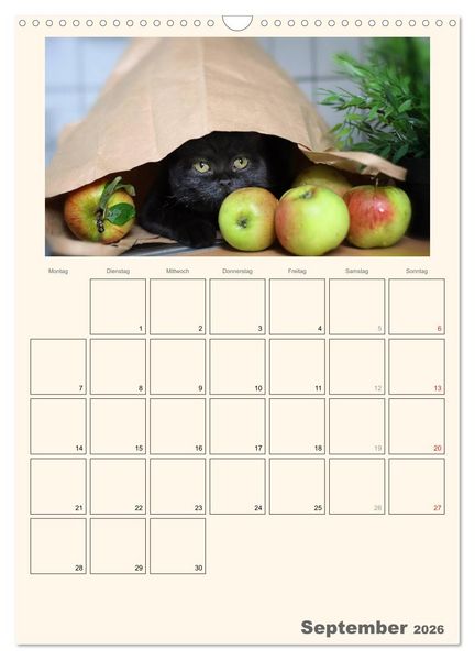 Produktbild: Schmusige Britisch Kurzhaar (Wandkalender 2026 DIN A3 hoch), CALVENDO Monatskalender