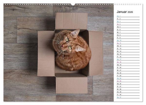 Produktbild: Karton Katzen (Wandkalender 2026 DIN A2 quer), CALVENDO Monatskalender