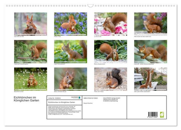 Produktbild: Eichh&ouml;rnchen im K&ouml;niglichen Garten (Wandkalender 2026 DIN A2 quer), CALVENDO Monatskalender
