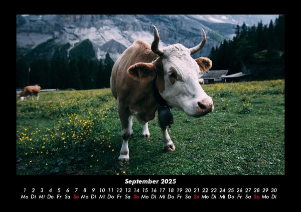Produktbild: Kuhkalender 2025 Fotokalender DIN A3