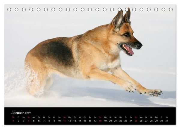 Produktbild: Mit dem Deutschen Sch&auml;ferhund durch's Jahr (Tischkalender 2026 DIN A5 quer), CALVENDO Monatskalender