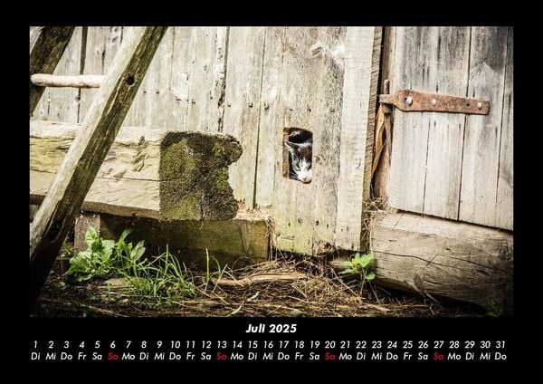 Produktbild: F&uuml;r Katzenfreunde 2025 Fotokalender DIN A3