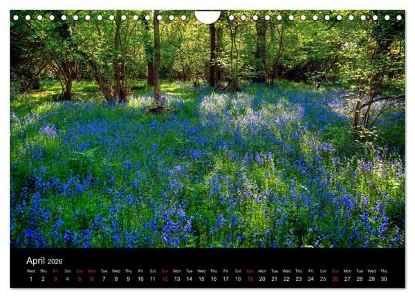 Produktbild: New Forest Hampshire (Wall Calendar 2026 DIN A4 landscape), CALVENDO 12 Month Wall Calendar
