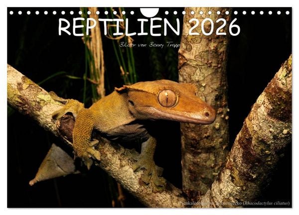 Produktbild: REPTILIEN (Wandkalender 2026 DIN A4 quer), CALVENDO Monatskalender