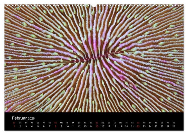 Produktbild: Magische Unterwasserwelten (Wandkalender 2026 DIN A2 quer), CALVENDO Monatskalender