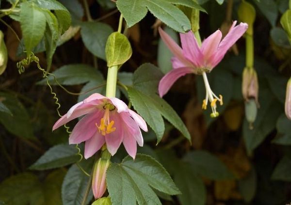 Produktbild: Madeiras Blumenwelt (Tischaufsteller DIN A5 quer)