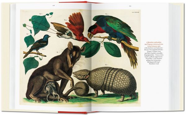 Produktbild: Seba. Cabinet of Natural Curiosities