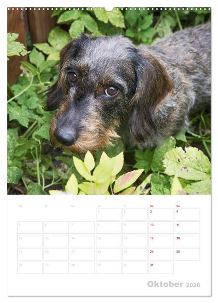 Produktbild: Der Dackel (M)ein treuer Weggef&auml;hrte (hochwertiger Premium Wandkalender 2026 DIN A2 hoch), Kunstdruck in Hochglanz