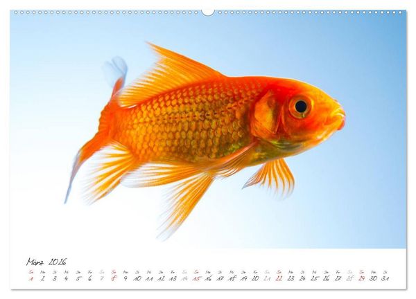 Produktbild: Goldy - mein Goldfisch (hochwertiger Premium Wandkalender 2026 DIN A2 quer), Kunstdruck in Hochglanz