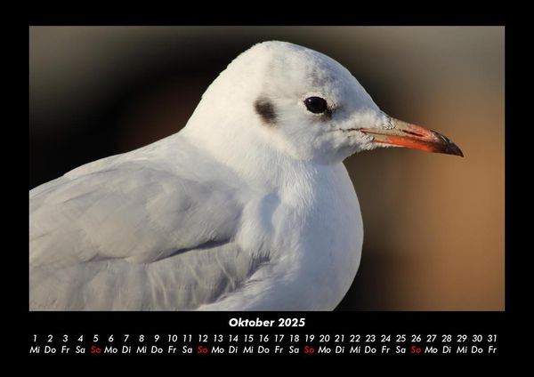 Produktbild: Vogelparadies 2025 Fotokalender DIN A3