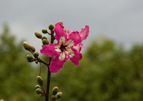 Produktbild: Madeiras Blumenwelt (Tischaufsteller DIN A5 quer)