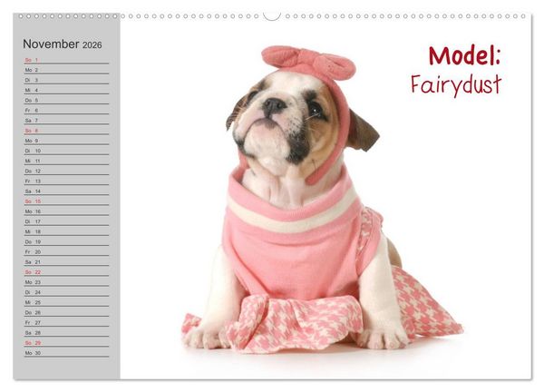 Produktbild: English Bulldog XXL Models (hochwertiger Premium Wandkalender 2026 DIN A2 quer), Kunstdruck in Hochglanz