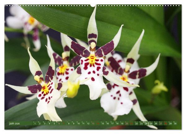 Produktbild: Orchid&eacute;es merveilleuses (Calendrier mural 2026 DIN A2 vertical), CALVENDO calendrier mensuel