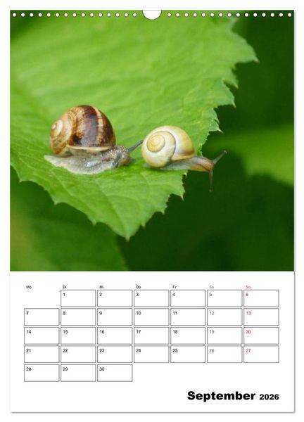 Produktbild: Die geheimnisvolle Welt der Schnecken (Wandkalender 2026 DIN A3 hoch), CALVENDO Monatskalender