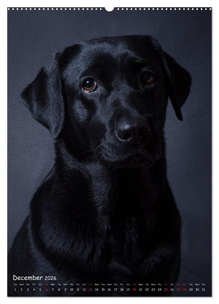 Produktbild: Dogs in Style (High Quality Premium Wall Calendar 2026 DIN A2 portrait),CALVENDO 12 Month Wall Calendar