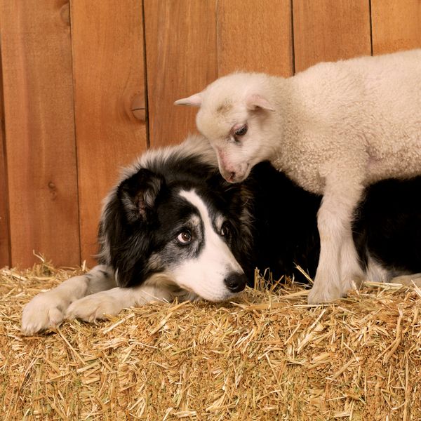 Produktbild: Tiere vom Bauernhof / Farm Animals 2027