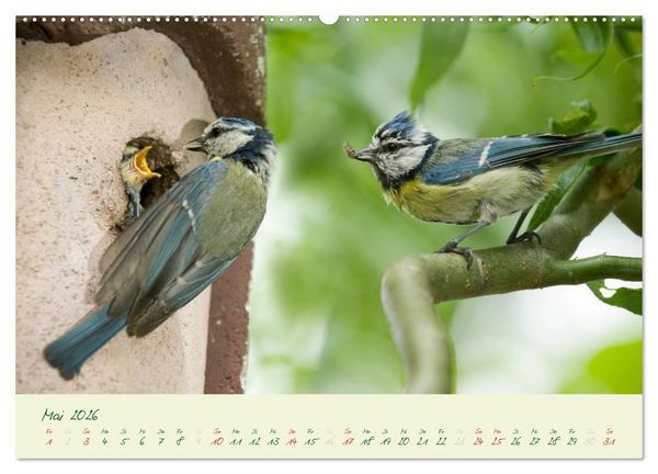 Produktbild: Elternzeit - das Familienleben der Blaumeisen (Wandkalender 2026 DIN A2 quer), CALVENDO Monatskalender