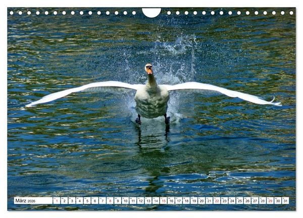 Produktbild: Elegante Schw&auml;ne (Wandkalender 2026 DIN A4 quer), CALVENDO Monatskalender