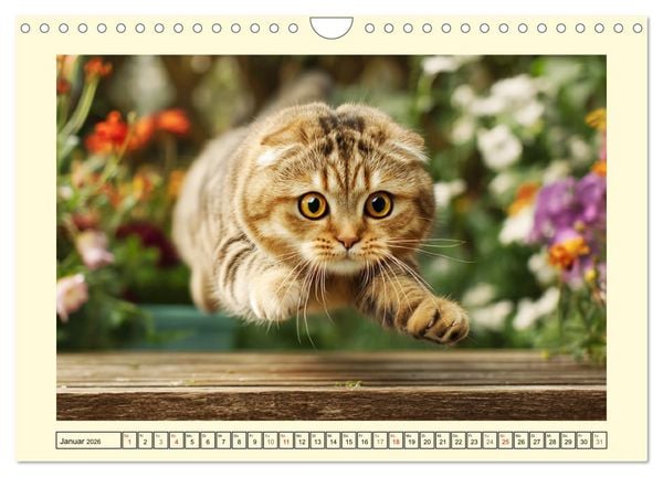 Produktbild: Scottish Fold. Zauberhafte Faltohrkatzen im Garten (Wandkalender 2026 DIN A4 quer), CALVENDO Monatskalender