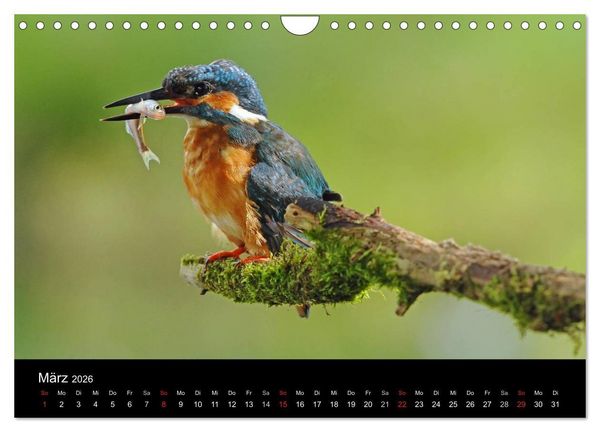 Produktbild: Der Eisvogel...fliegendes Juwel (Wandkalender 2026 DIN A4 quer), CALVENDO Monatskalender