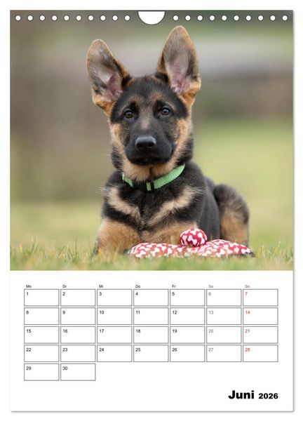 Produktbild: Deutsche Sch&auml;ferhundwelpen zum Verlieben (Wandkalender 2026 DIN A4 hoch), CALVENDO Monatskalender