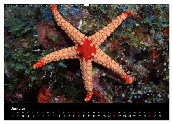 Produktbild: Magische Unterwasserwelten (Wandkalender 2026 DIN A2 quer), CALVENDO Monatskalender