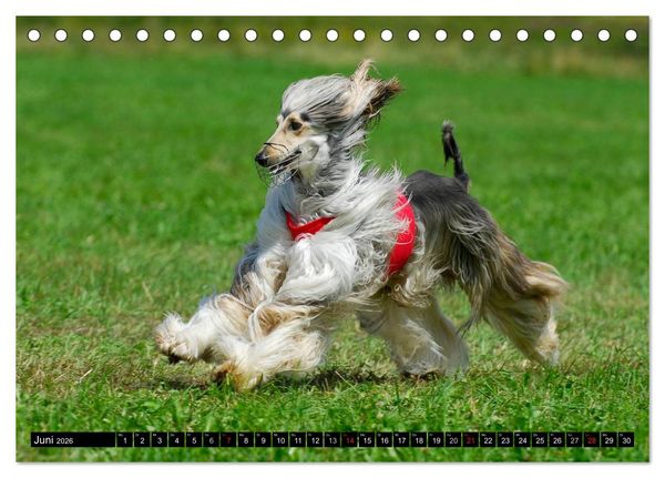 Produktbild: Kinder des Windes - Afghanischer Windhund (Tischkalender 2026 DIN A5 quer), CALVENDO Monatskalender