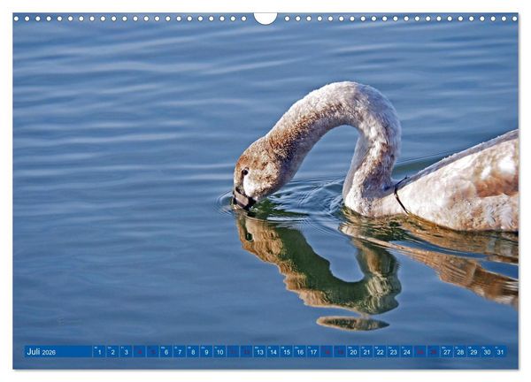 Produktbild: Steinhuder Meer, Vogel-Momente (Wandkalender 2026 DIN A3 quer), CALVENDO Monatskalender