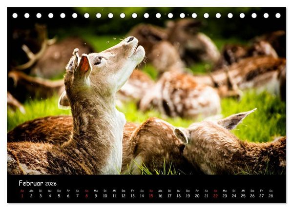 Produktbild: Rehe und Hirsche in freier Natur (Tischkalender 2026 DIN A5 quer), CALVENDO Monatskalender