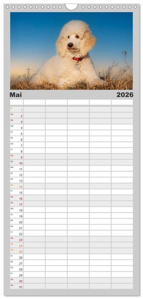 Produktbild: Familienplaner 2026 - Pudel - Gl&uuml;ck auf vier Pfoten mit 5 Spalten (Wandkalender, 21 x 45 cm) CALVENDO