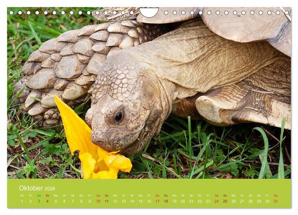 Produktbild: Meine Schildkr&ouml;ten (Wandkalender 2026 DIN A4 quer), CALVENDO Monatskalender