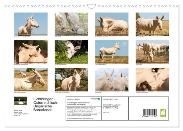 Produktbild: Lichtbringer - &Ouml;sterreichisch-Ungarische Barockesel (Wandkalender 2026 DIN A3 quer), CALVENDO Monatskalender