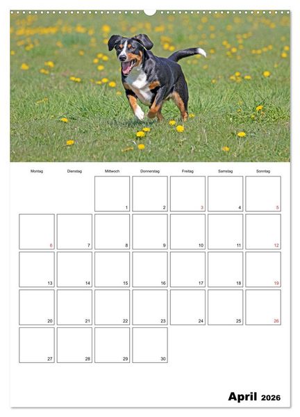 Produktbild: Entlebucher Sennenhunde begleiten Sie durch das Jahr (Wandkalender 2026 DIN A2 hoch), CALVENDO Monatskalender