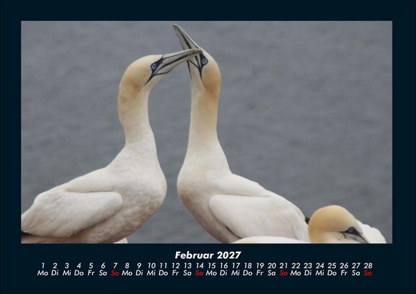 Produktbild: V&ouml;gel 2027 Fotokalender DIN A4