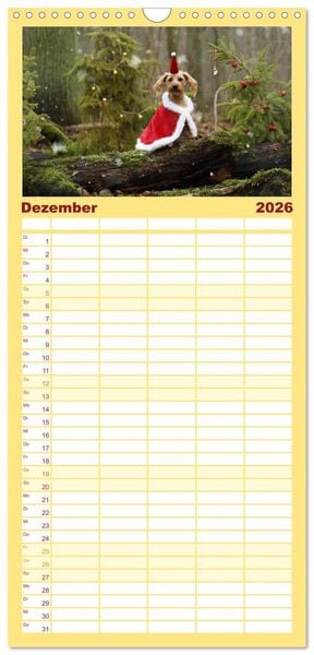 Produktbild: Familienplaner 2026 - DACKELmix Elli Pirelli mit 5 Spalten (Wandkalender, 21 x 45 cm) CALVENDO