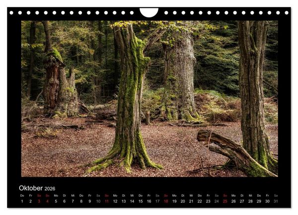 Produktbild: M&auml;rchenhafter Reinhardswald und Urwald Sababurg (Wandkalender 2026 DIN A4 quer), CALVENDO Monatskalender