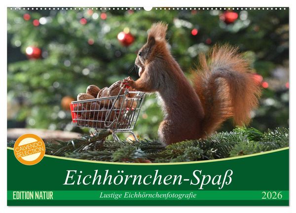 Eichhörnchen-Spaß (Wandkalender 2026 DIN A2 quer), CALVENDO Monatskalender